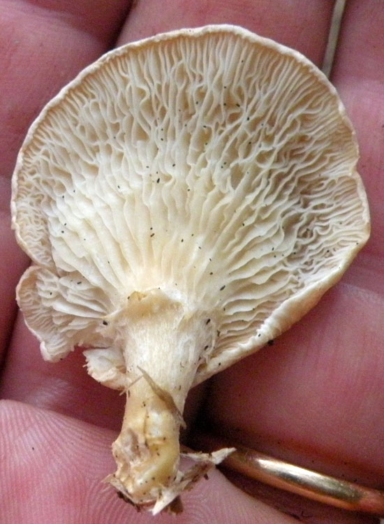 Hohenbuehelia o Pannellus o ...